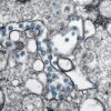 Enhancer Type 2 - Image 2